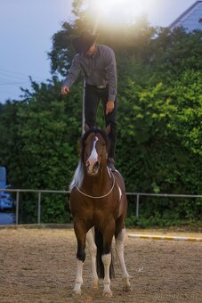 Fantastic Dj Valentin -připouštění homozygotní APH plemeník - 7