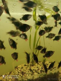 Rcetice 53 okr. CHOMUTOV - 7