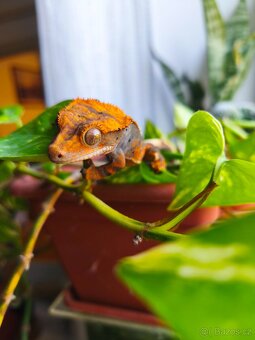 Pagekon řasnatý 1.0 - 7