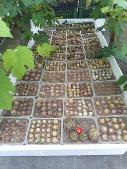 Rozprodej 50leté sbírky kaktusů – stovky kusů (Mimoň) - 7