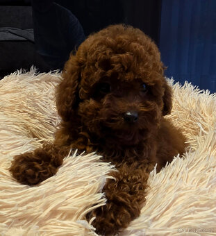 pudel 100% toy Red Braun - 7