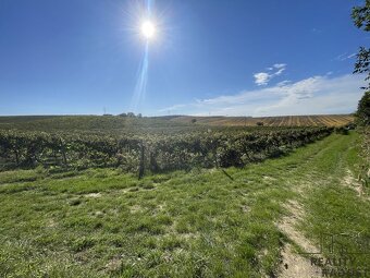 Prodej vinohradu 11340 m2 Čejkovice, Vinohrad 11340 m2 Čejk - 7