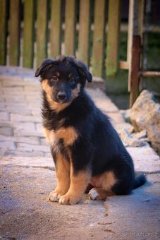 Australských ovčák s PP - 7