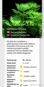 Akvarijní rostlinky a krevetky Red Cherry - 7