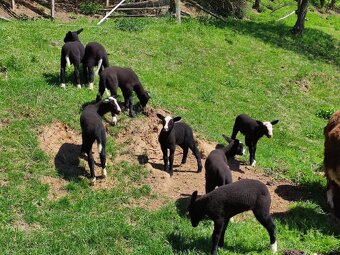 Na prodej: 4 beránky plemene Zwartbles - 7