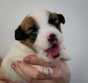 Jack Russell Terrier s PP - 7