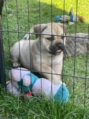 Malorská doga - Cadebou - Perro Dogo Mallorquin - 7