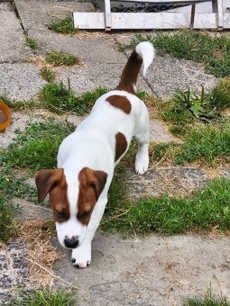 Jack Russell terier pejsek s rodokmenem - 7