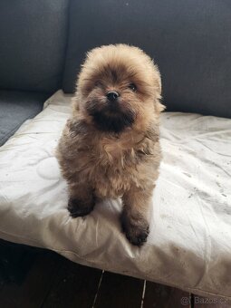 Pomeranian fenka - 7