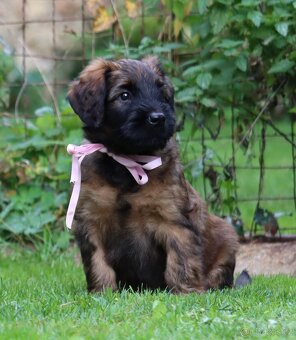 PLAVÁ ŠTĚŇÁTKA BRIARDŮ - 7