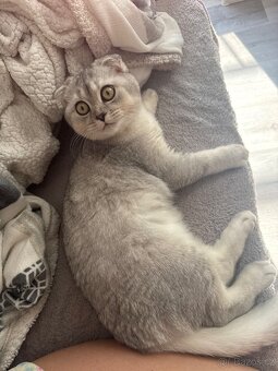 Britská Chinchilla - 7