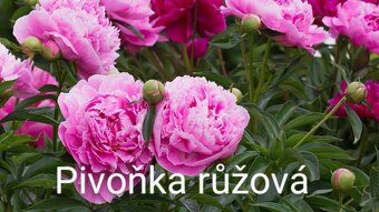 Trvalky, skalničky, jahody, pokojovky, leknín,byliny,sukulen - 7