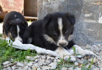 Border kolie s PP krátkosrstá - štěňátka - 7