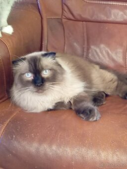Mladý kocourek ragdoll x skotská klapouchá. - 7