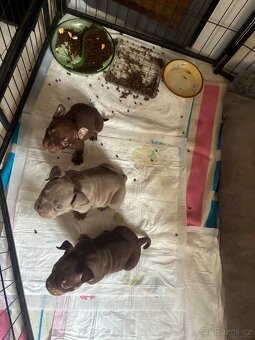 American Bully Micro/exotik s PP - 7