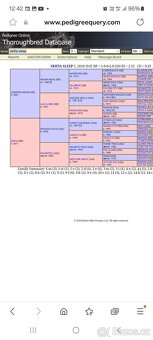 Predam žrebca anglickeho plnokrvnika A1/1 - 7