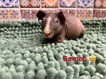 Samečci skinny morčátek - 7