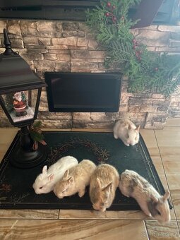 Zakrslý kralicek - 7