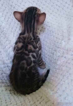 Bengálská rozetová kočka s pp - 7