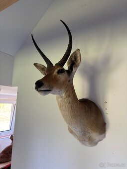 Nádherná Lovecká Trofej - IMPALA Afrika - TOP - 7