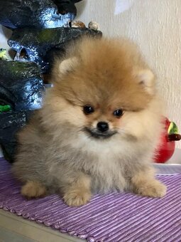 pomeraniany - 7