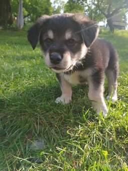 Štěňata Borderkolie a Labradora - 7