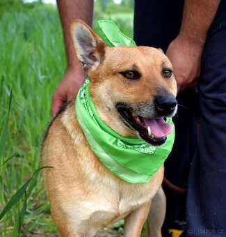 INKY K ADOOPCI - 3 ROKY,PŘÁTELSKÝ, KAMARÁD,VHODNÝ K SENIORŮM - 7