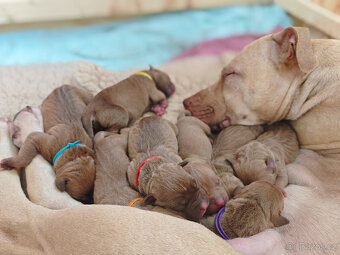 Americký pitbull teriér štěňata s PP - 7