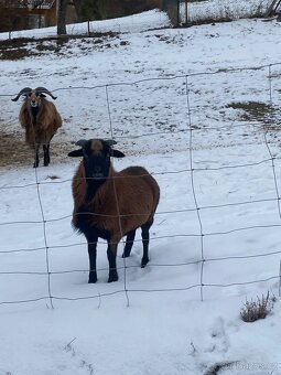 Kamerunský beran - 7