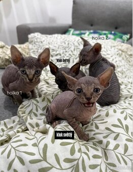 Kanadský Sphynx kaťata bez pp - 7
