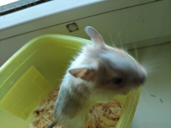 Osmák degu - 7