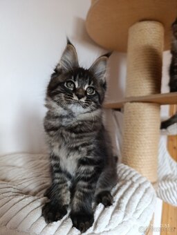 Mainská mývalí koťátka s PP - 7