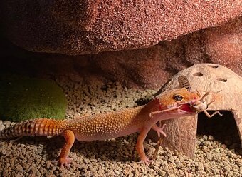 Gekončíci noční s vybaveným teráriem - 7