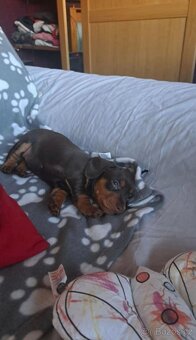 Jezevčík trpasličí - 7