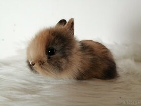 Zakrslý teddy králík - očkovaná mláďata teddíci - 7