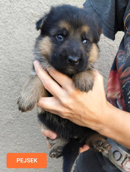 Německý ovčák-štěňátka typ Rex k rezervaci-odběr říjen - 7