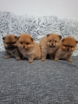 Pomeranian - 7