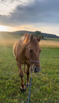 Pasování botek pro koně: - 7
