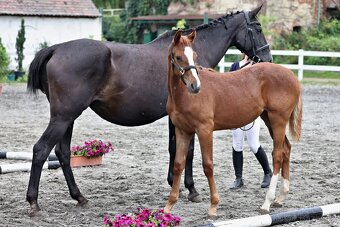 Klisnička po One And Only (Don VHP) - 7