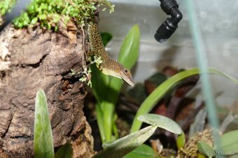 Pagekon řasnatý, Anolisové - 7