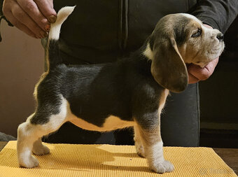 Bígl štěňátka - 7