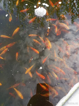 Jezírkové ryby na prodej - 7