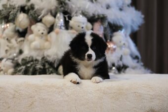 Miniaturní americký ovčák - 7