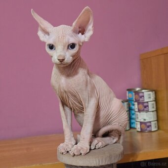 Kanadský sphynx - 7
