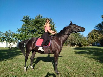 Fríský kůň, Quatrer horse - 7
