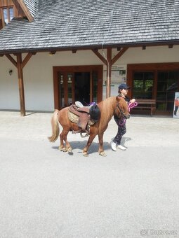 Shetland pony,aj výmena - 7