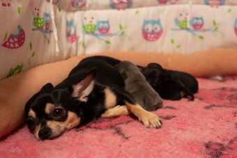 Čivavy chlapeček - 7