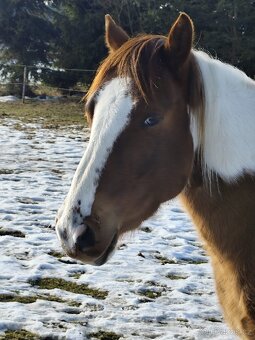 Valach paint horse - 7