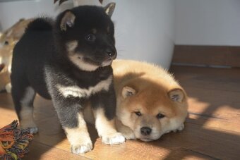 Shiba inu s průkazem původu - 7