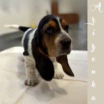Basset Hound - štěňátka - 7